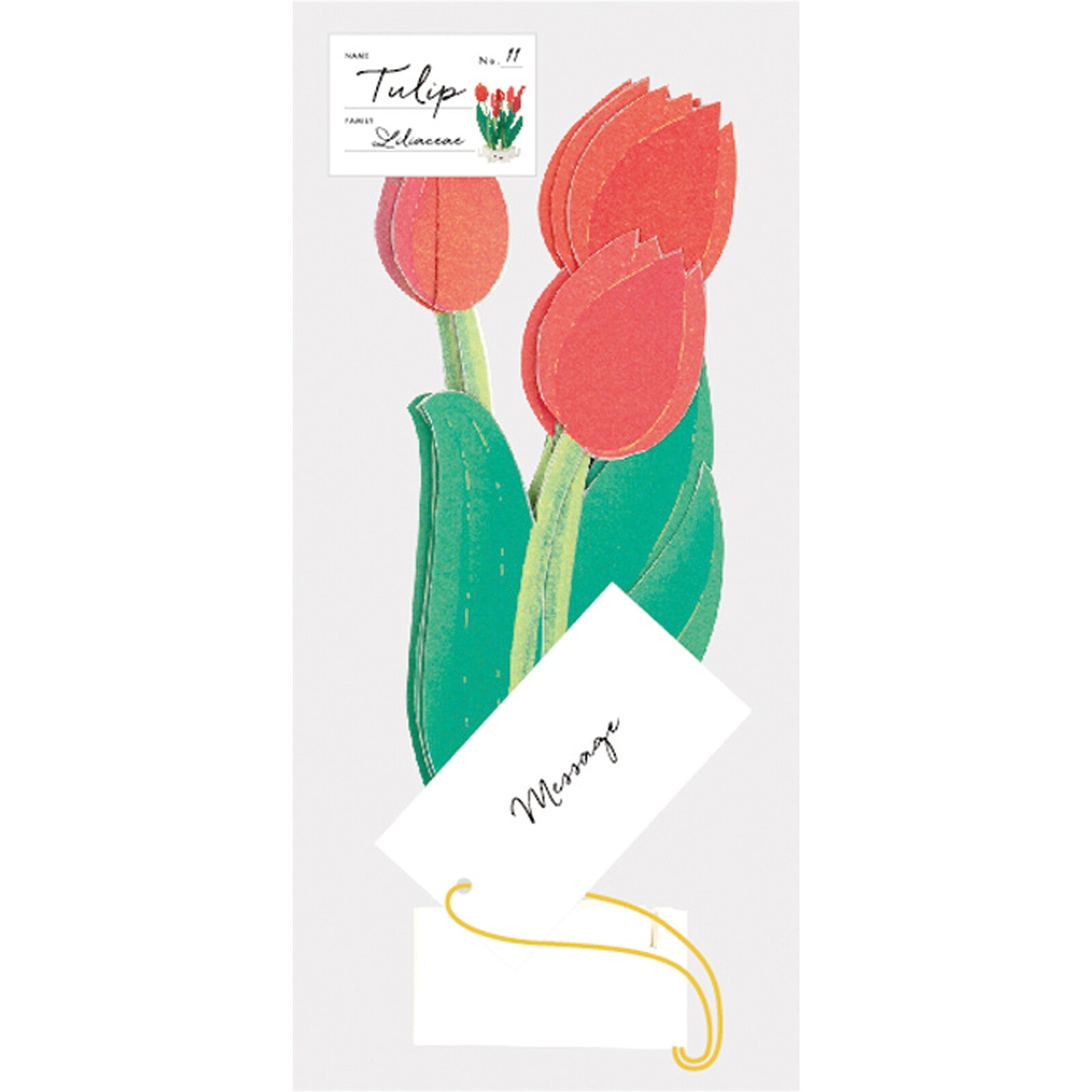 Blooming Card / Tulip - Note and Nib